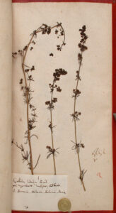 Gul Snerre Galium verum
