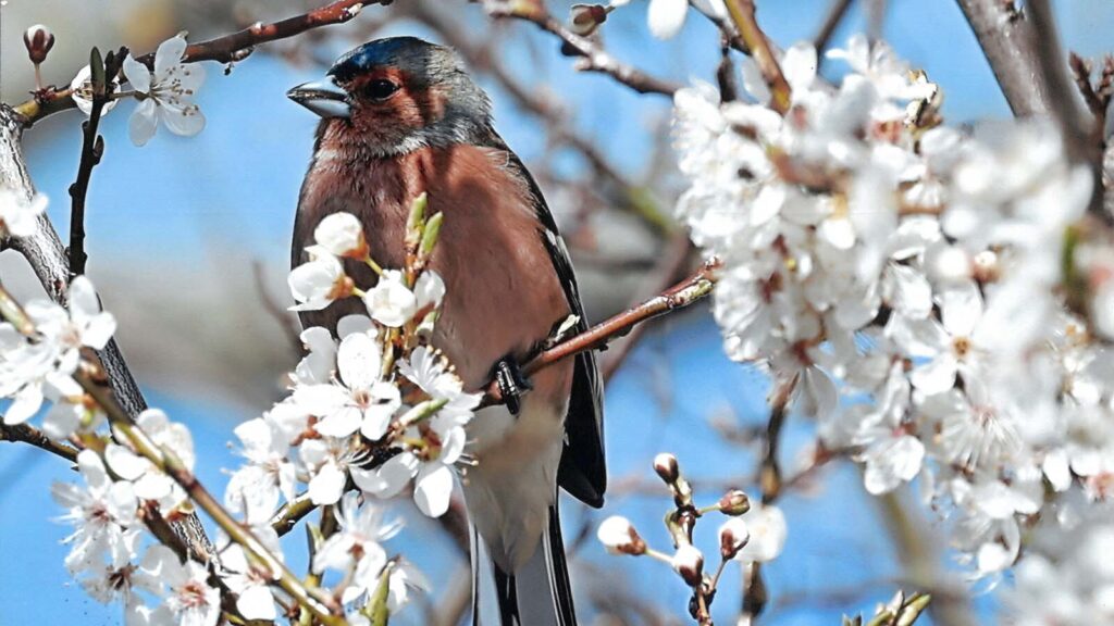 Fotoudstilling af Svend Erik Andersen_Bogfinke