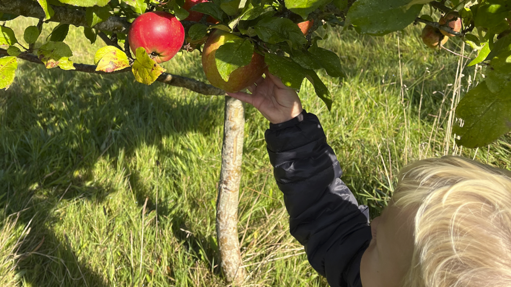 Apple Day